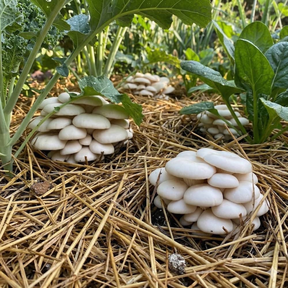 Master the Art of Fungi